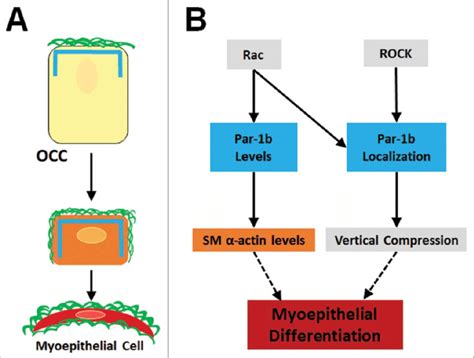 Summary Of Myoepithelial Cell Differentiation And Morphogenesis A