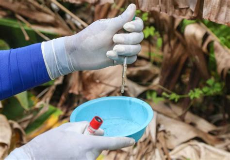 Casos Prov Veis De Dengue J Superam Os De Todo O Ano De Preto