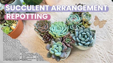 Repotting Tips How To Repot A Succulent Arrangement Repot Succulents Youtube