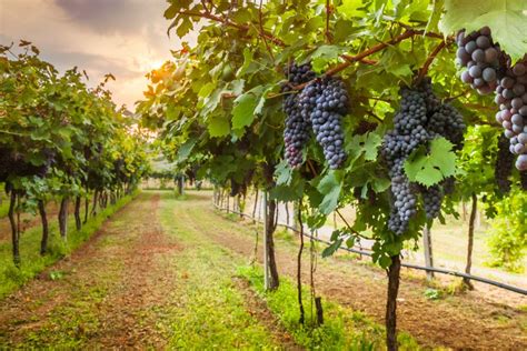 Tipos De Uvas Variedades Infoescola