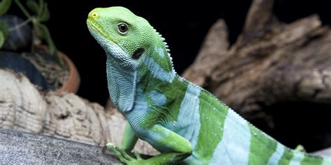 Fiji banded iguana | Smithsonian's National Zoo and Conservation Biology Institute