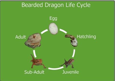 Life Cycle - Bearded Dragon Lady