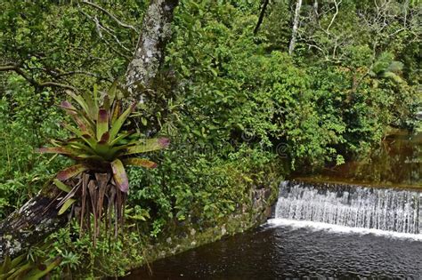 Bromeliads on Tree in Tropical Rainforest, Rio Stock Image - Image of ...