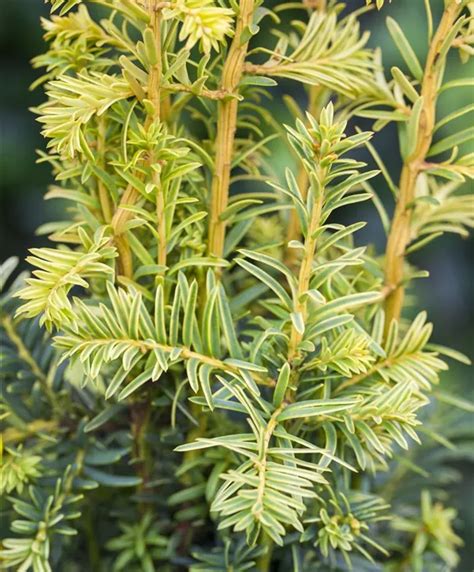 Taxus Baccata Dovastonii Aurea Gelbe Adlerschwingen Eibe Dovastonii