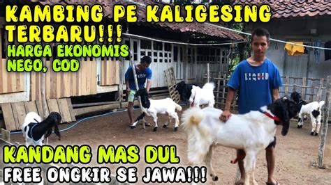 MULAI 1 9 JUTA FREE ONGKIR SE JAWA JANTAN TRAH LAMUS Kambing PE