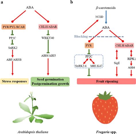 Aba Signaling In A Thaliana And Strawberry Fruit A Model Of Aba