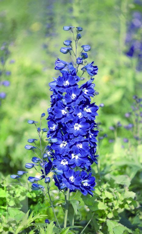 Delphinium Pacific Giant Blue Bird Vaste Planten De Swaef Bv