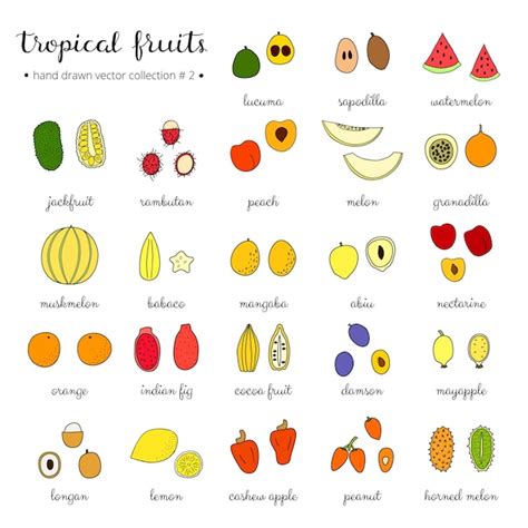 Conjunto De Frutas Tropicales Dibujadas A Mano Vector Premium