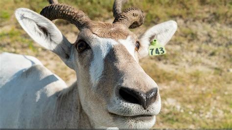 Addax - Fossil Rim Wildlife Center