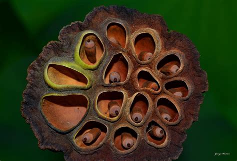 Lotus Seed Pod 002 Photograph by George Bostian - Pixels