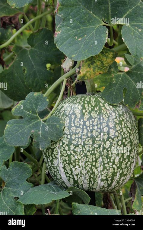 Edible Gourd Hi Res Stock Photography And Images Alamy