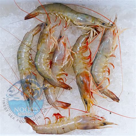 Brown Prawns Kalhri Jhinga Noors Fisheries