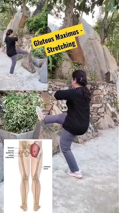 Best Gluteus Maximus Stretching Shorts Hamstring Glutes Youtube