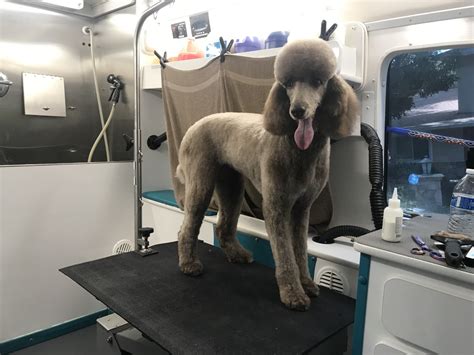 Gallery Vip Mobile Dog Grooming North Hollywood