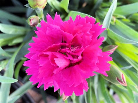 Buy Dianthus Plants Online | Stadler Nurseries