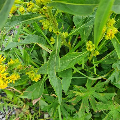 Gewöhnliche Goldrute Solidago virgaurea Tour Fellhorn Flickr