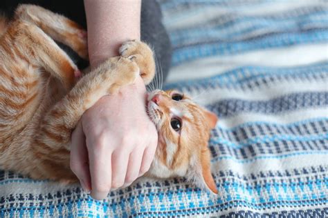 Pourquoi les chats mordent ils Comprendre et prévenir les morsures