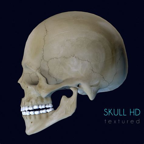 Human Skull Textured 3D Model $15 - .unknown .c4d .3ds .dxf .fbx .obj ...