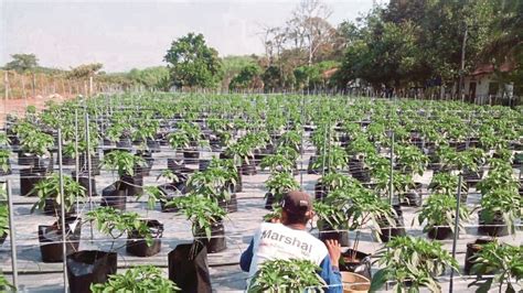 Ecological Agriculture Farming The Smart Way New Straits Times