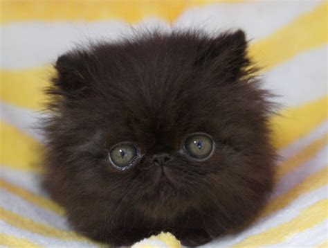 Baby Picture Of My Persian Cat Imgur Persiancatblack Cats Kittens