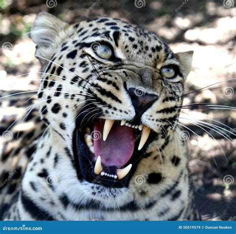 Snarling Leopard With Huge Teeth Stock Photo - Image: 50519579