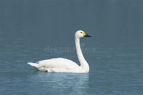 White Swan Stock Photo Image Of Surface Feathers Sunny 48464550