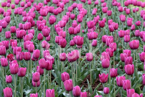 Tulips, Spring Flowers Stock Photo | Royalty-Free | FreeImages