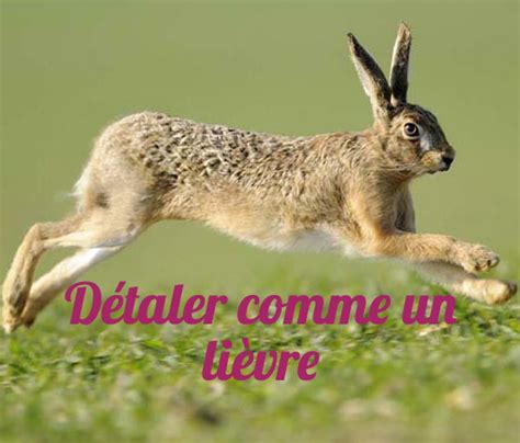 10 Funny French Idioms with Animals – French Studio - French Studio ...