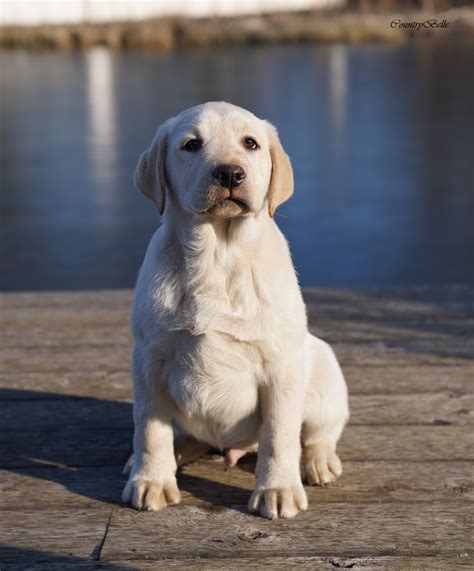 Elad Kiskuty K Countrybelle Labrador Kennel