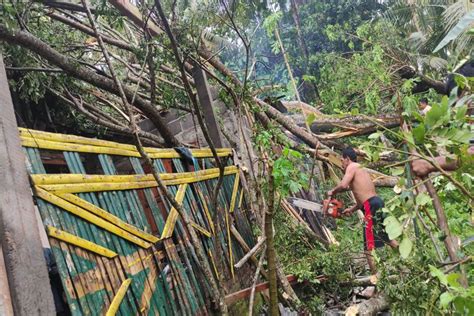 Diterpa Angin Kencang Sejumlah Rumah Di Triharjo Tertimpa Pohon