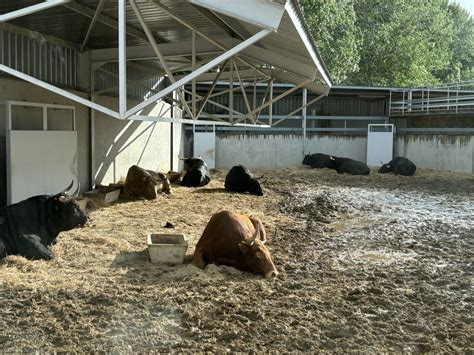 ORDEN DE LIDIA Sorteados Los Toros De Jandilla En Pamplona