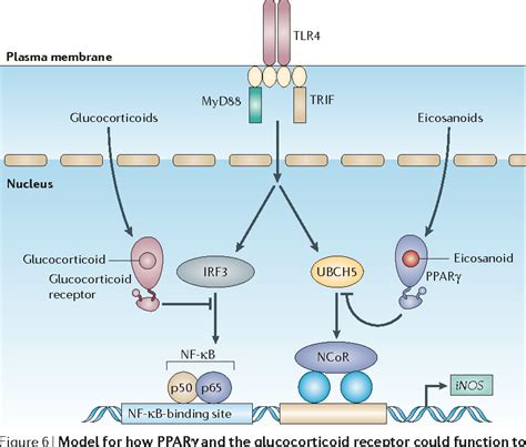 Combinatorial Roles Of Nuclear Receptors In Inflammation And Immunity