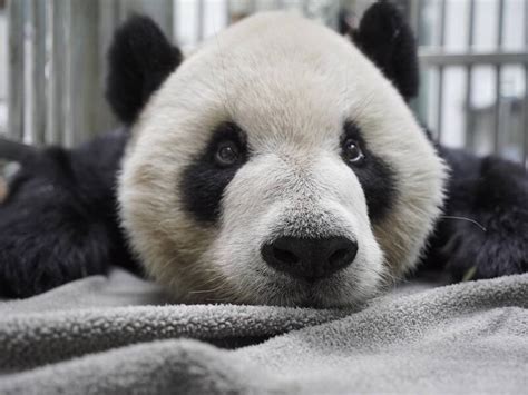 大貓熊團團生病驚動中媒 動物園不排除邀四川專家來台 生活 自由時報電子報