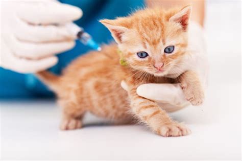 Cat Vaccination Schedule What You Need To Know Murfreesboro Vets