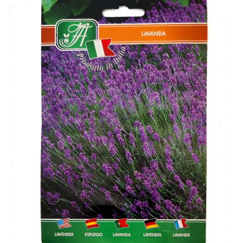 Lavendel Lavandula Officinalis Kopen Planten Eenvoudig Online