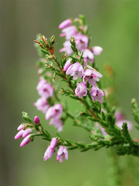 Heather pink Photograph by Jouko Lehto | Fine Art America