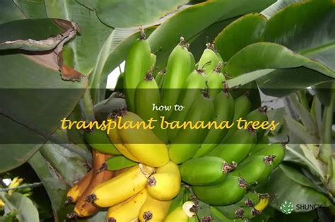 Step By Step Guide Transplanting Banana Trees To Ensure Healthy Growth