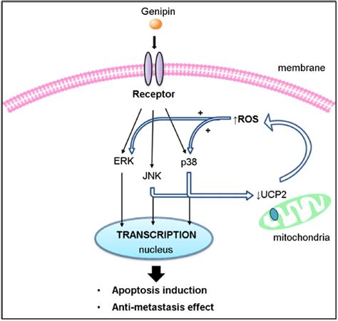 Model For The Role Of Ucp2 In Genipin Induced Mitochondrial Ros