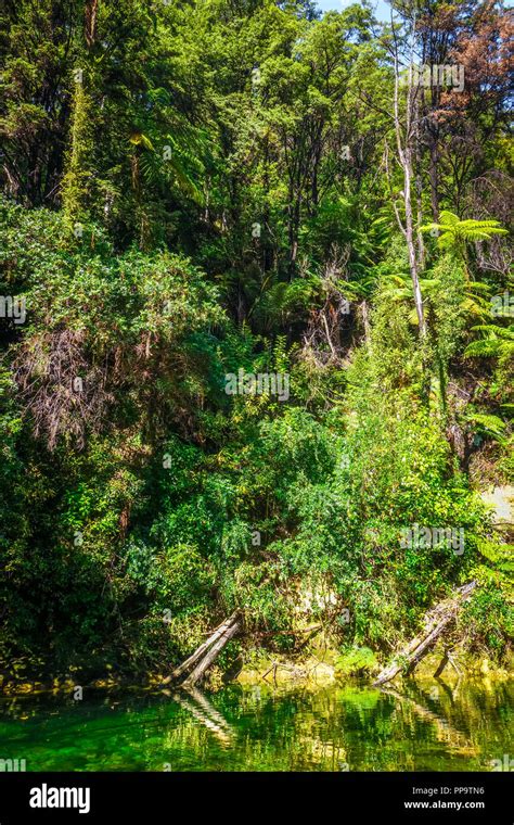 River In Abel Tasman Coast Track National Park New Zealand Stock