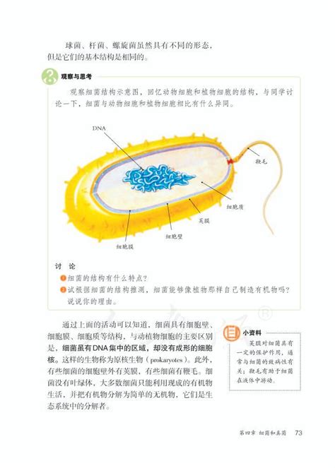 第四章 细菌和真菌2013年审定人教版八年级生物上册（高清）中学课本网