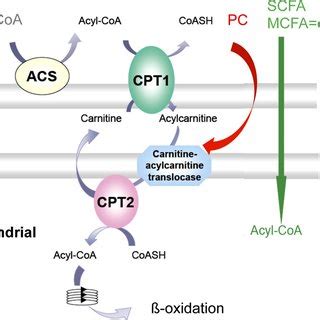 Entry Of Octanoate Palmitoyl Carnitine Pc And Palmitoyl Coa Pcoa