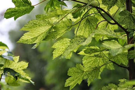 Vari T D Corative Acer Pseudoplatanus Leopoldii Bold Splashes Of