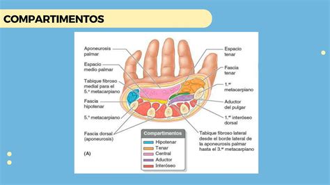 MÚSCULOS INTRINSECOS Y EXTRINSECOS DE LA MANO pdf