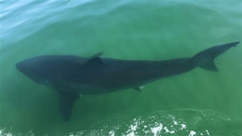 Two Great White Sharks Spotted Off Cape Cod Wwlp