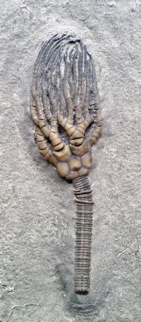 Cyathocrinites Multibrachiatus Fossil Crinoid Edwardsville Formation