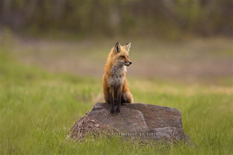 Foxy Lady Cute Fox Red Fox Animals Beautiful