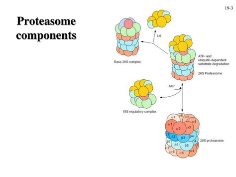 Ppt Proteasome Other Proteases Powerpoint Presentation Free