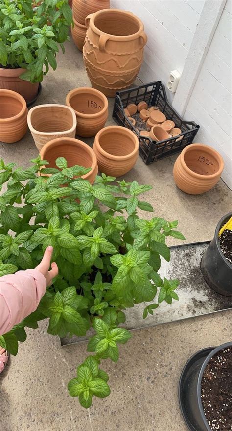 Plant Aesthetic Green Aesthetic Pretty Plants Cool Plants Home