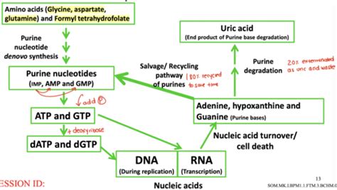 Purine Synthesis And Salvage Pathway Flashcards Quizlet