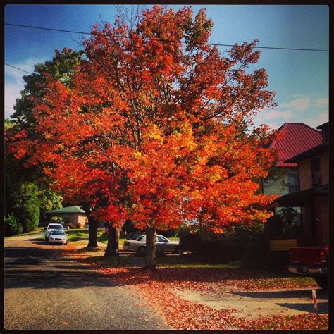 Fall foliage in Elkins WV☀️ | Elkins west virginia, Natural landmarks, Places to visit